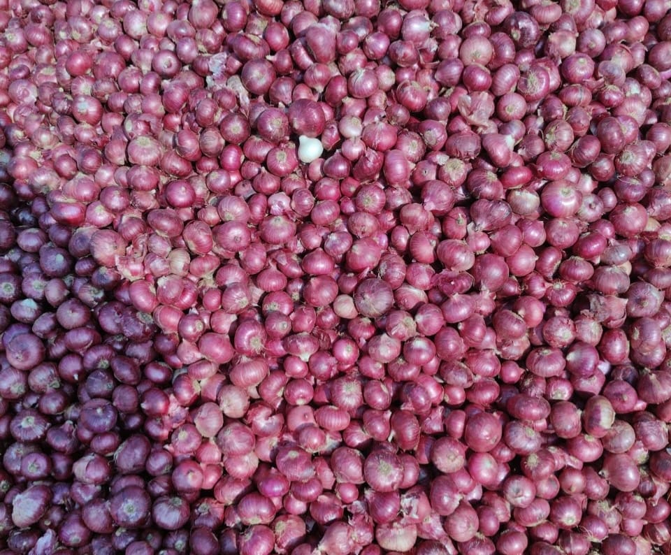 Onion